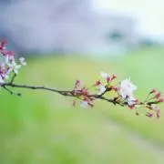 田中の画像