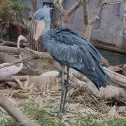 きまぐれキノコの画像