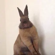 コモモの画像