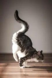 tomoの画像