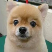 ういういの画像