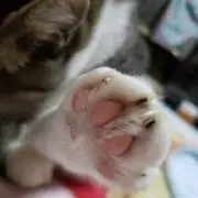 めいちゃん