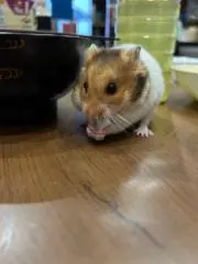 タッチの画像