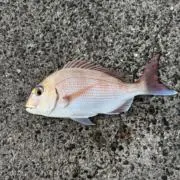 かわ