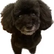 くまたんの画像