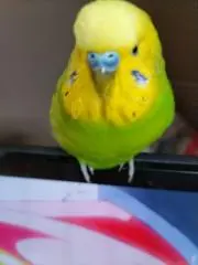 ピコピコの画像
