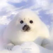 ももこ