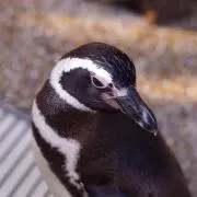 睡蓮。