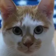ちょこさんの画像