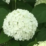 きなこの画像