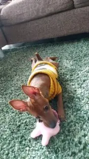 mugiの画像