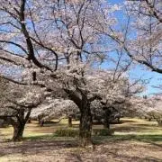 板橋 あみの画像