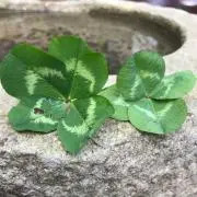 みえみえ