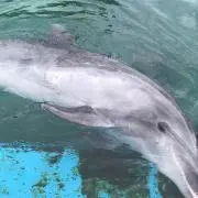 Mihoの画像