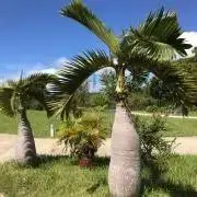 stszkの画像