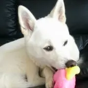みみりんの画像