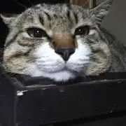 おたくとはわたしのこと