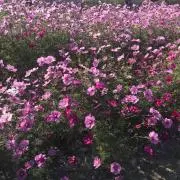 y❤︎の画像