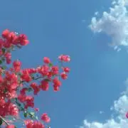 ✩✩✩の画像