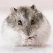 あぃふぅママ＊プロフ必読＊の画像