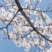 ak11の画像