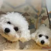 とし