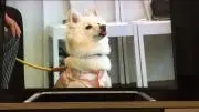 ゎかばの画像