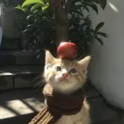 波平