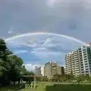 コエリーの画像