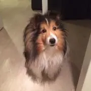 ミントの画像