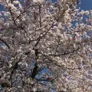 まかの画像