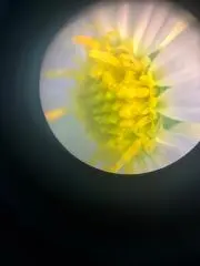 bom