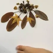チーの画像