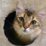 まりもももの画像
