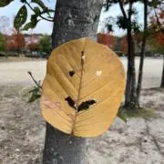 shiracoの画像