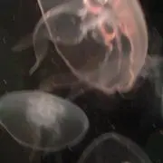 aの画像