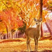 DeerDeerの画像