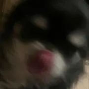 グリリンモンローの画像