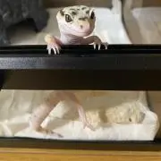 ごましお