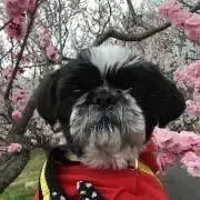 ★わんこ★