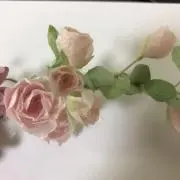 いちこの画像