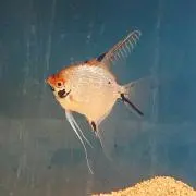 ばさきれ