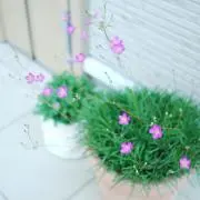 chisa-koの画像