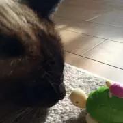 だぁ。