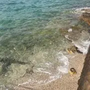 ハーブの画像