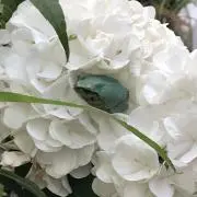 はるピポの画像