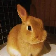 まこの画像