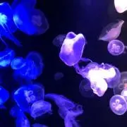 nnの画像