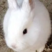 Image of うさぎ