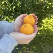 むぎまさの画像